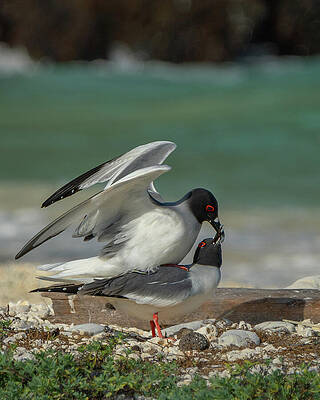 Wall Art featuring the photograph Swallow-tailed Gull Mating On Genovesa Shore by Nancy Gleason