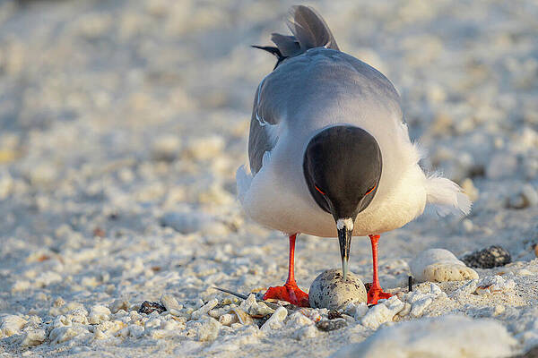Wall Art featuring the photograph Swallow-tailed Gull Parent Over Egg On Genovesa Shore by Nancy Gleason