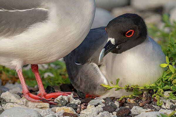 Wall Art featuring the photograph Swallow-tailed Gull Parents Protecting Nest by Nancy Gleason