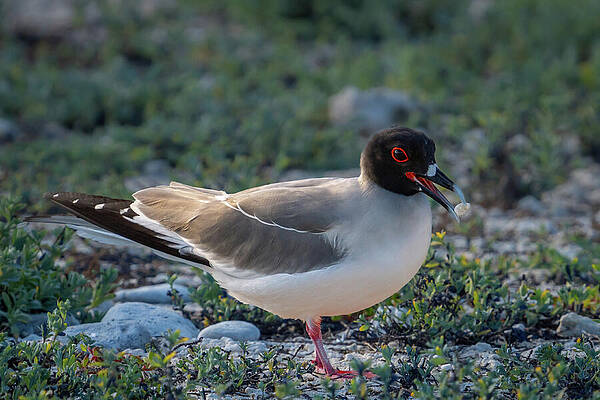 Wall Art featuring the photograph Swallow-tailed Gull Protecting Ground Nest On Genovesa by Nancy Gleason