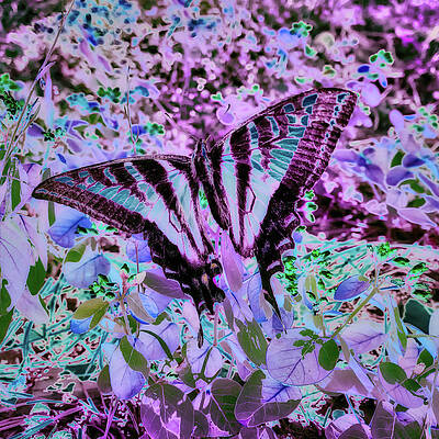 Butterfly Photograph - Swallowtail Butterfly Edit #2 by Bruce Block