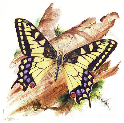 Insects Painting - Swallowtail Butterfly by Lyle Tayson