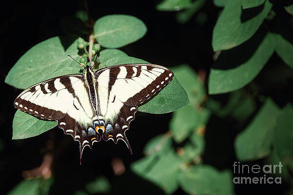 Swallowtail Butterfly on Leaves Photograph