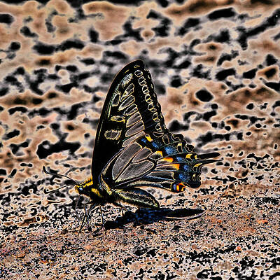 Butterfly Photograph - Swallowtail Butterfly On The Ground by Bruce Block