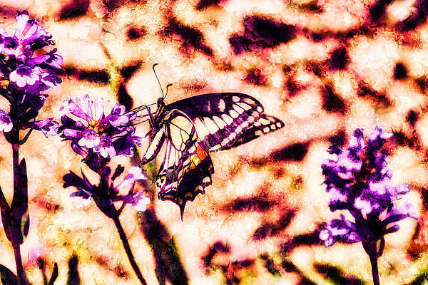 Wall Art featuring the photograph Swallowtail On Flower by Bruce Block