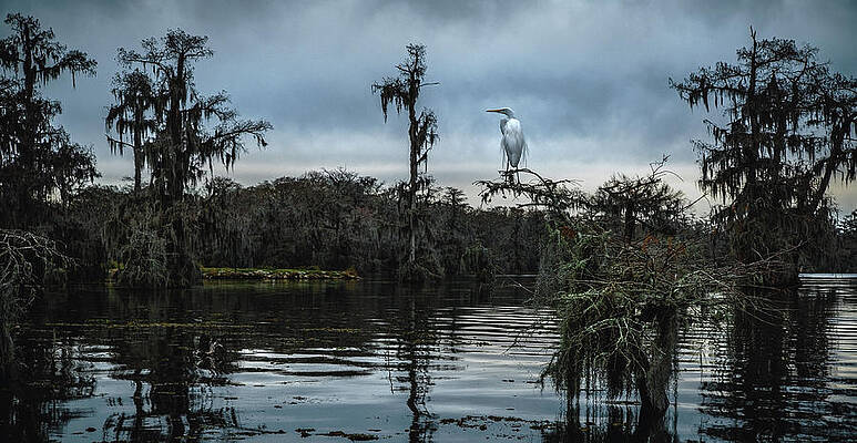 Moody Photograph - Swamp Egret - Lake Martin, Louisiana by Abbie Warnock