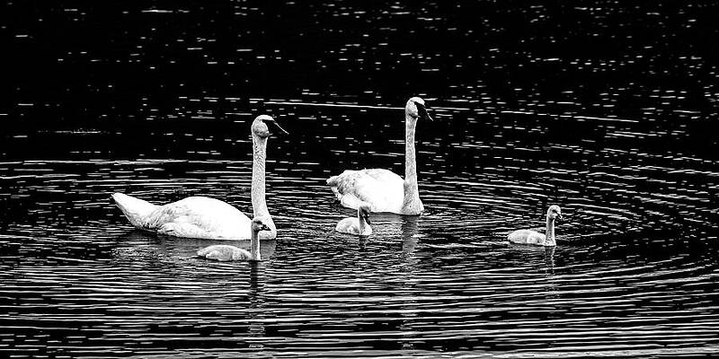 Wall Art featuring the photograph Swan 2B by Sally Fuller