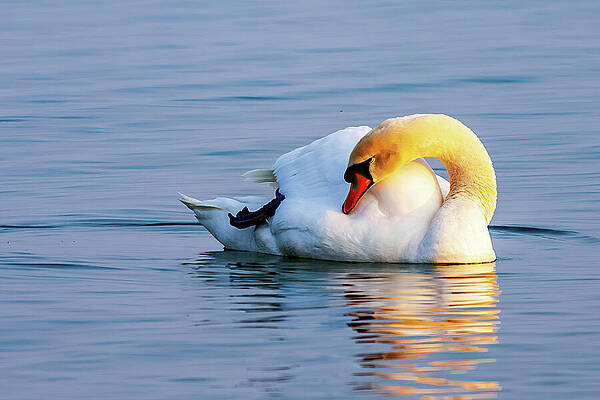 Serene Photograph - Swan At Rest In Golden Light - Lake Constance Germany by Tatiana Travelways