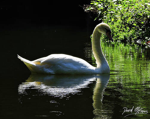 Wildlife Photograph - Swan by David McKinney
