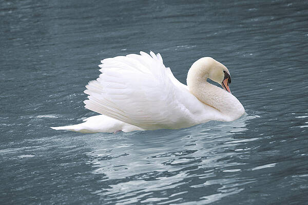 Nature Photograph - Swan by Doreen Rosselli