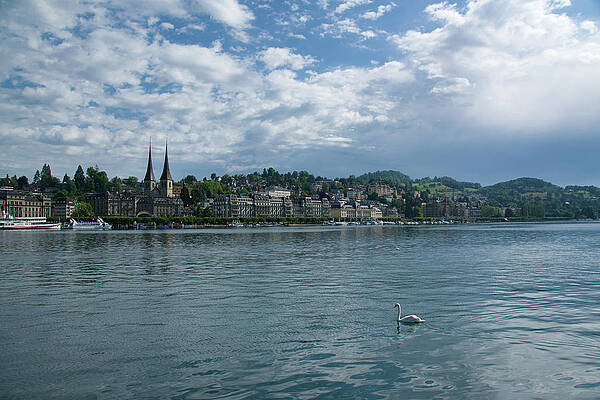 Switzerland Wall Art featuring the photograph Swan On Lake Lucerne by Matthew DeGrushe