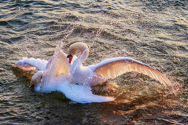 Wall Art featuring the photograph Swans At Mating Time by Tatiana Travelways