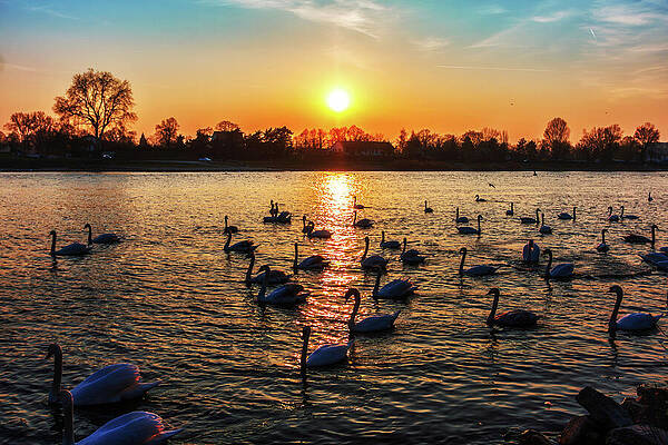 Serene Photograph - Swans Floating At Sunset by Tatiana Travelways