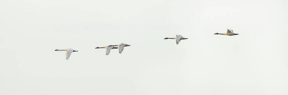 Swans Flying in Formation Wall Art