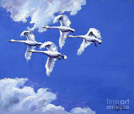 Four Swans Flying Print