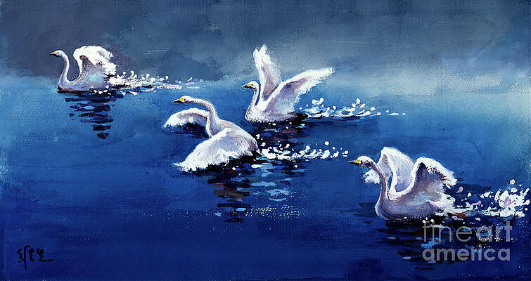 Four Swans Landing In Pond Print