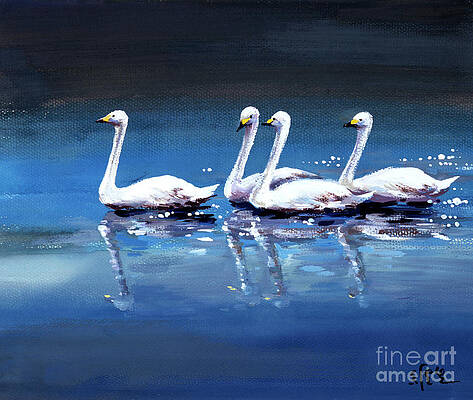 Four Swans Swimming In Pond Print
