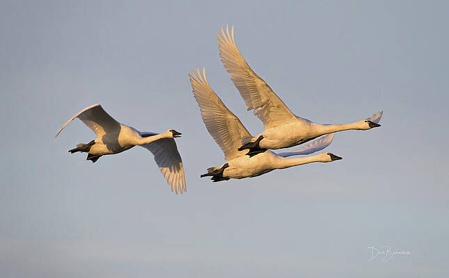 Swans in Flight at Sunset Photograph