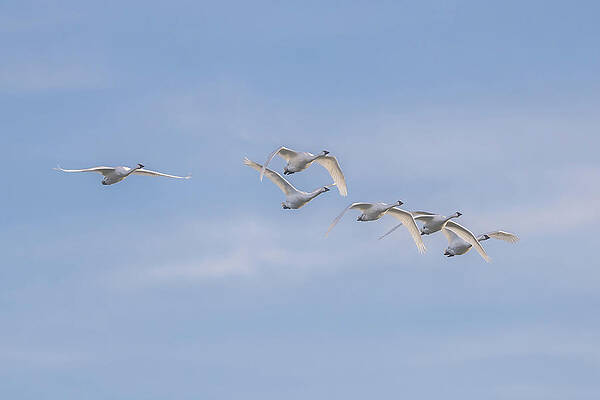 Cloud Wall Art featuring the photograph Swans In Flight by Donna Twiford