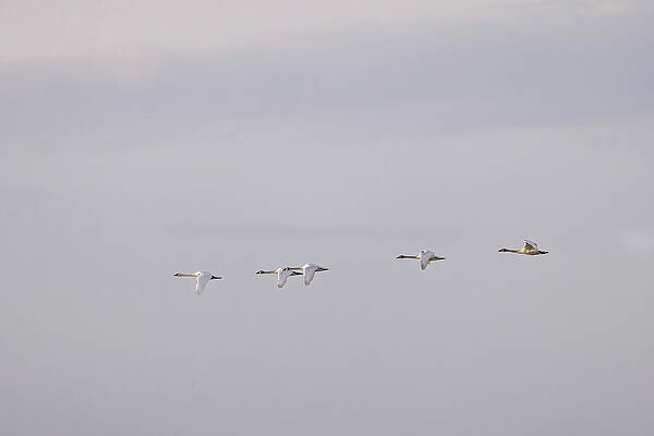 Flock of Swans in Flight Wall Art