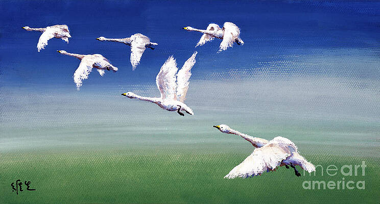 Six Swans Flying Print