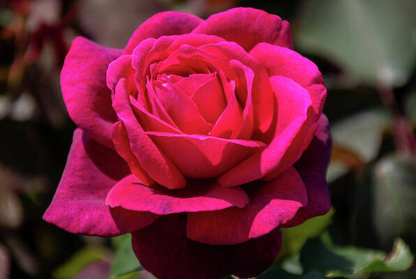 Rose Wall Art featuring the photograph Sweet Andy by Linda Triplett