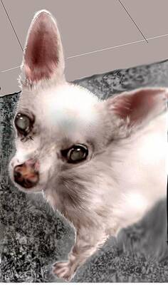 Mixed Media - Sweet Chihuahua by Pamela Calhoun