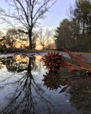 Reflection Photograph - Sweet Gum Ball Reflections by Greg Lane