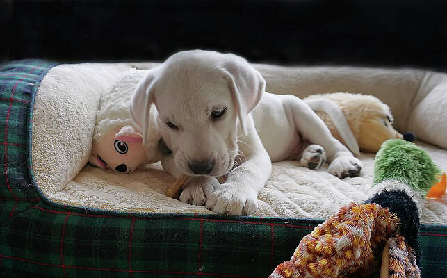 Animal Photograph - Sweet Lab Puppy With His Toys by Waterdancer