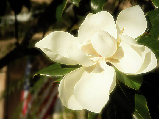 Nature Wall Art featuring the photograph Sweet Magnolia by Dodie Ross