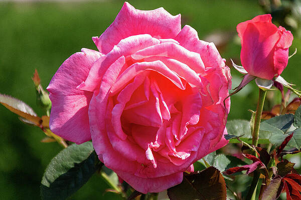 Rose Wall Art featuring the photograph Sweet Summer by Linda Triplett