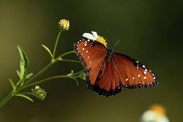Florida Photograph - Sweets For A Queen by RD Allen