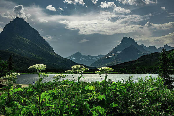 Lake Wall Art featuring the photograph Swiftcurrent Flowers by Matt Halvorson
