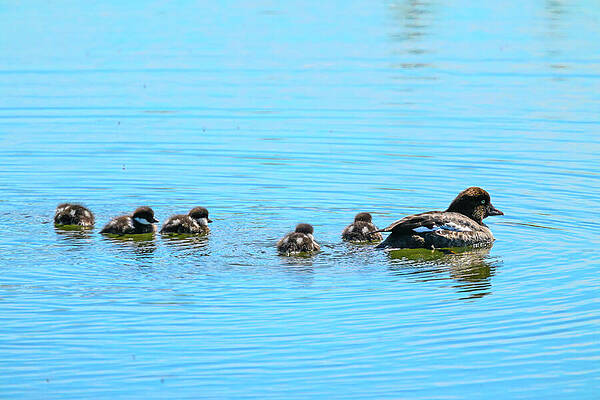 Wall Art featuring the photograph Swimming Lessons by Harry Banks