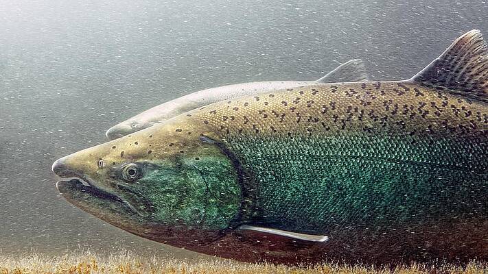 Fish Wall Art featuring the photograph Swimming To A Cool Pool - Chinook by KJ Swan