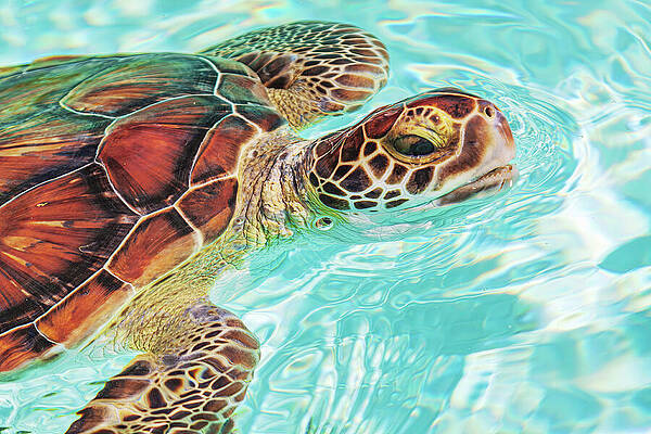 Mexico Wall Art featuring the photograph Swimming Turtle by Tatiana Travelways