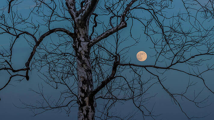 Tree Photograph - Sycamore Moon by David Fountain