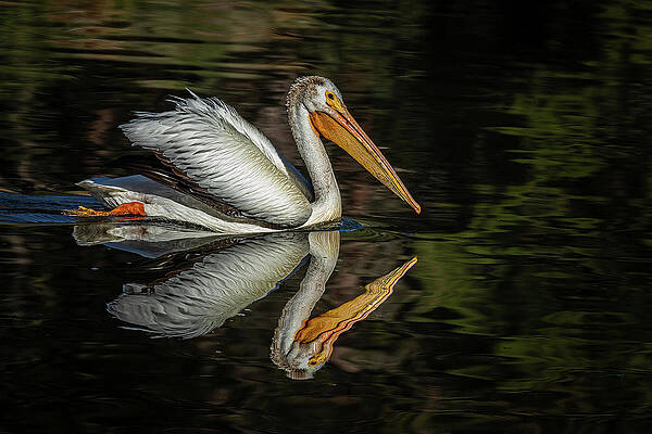Nature Photograph - Sylvan Sailing by Tim Lyden
