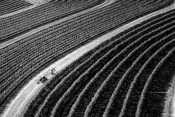 Country Photograph - Symmetrical NJ Farming BW by Susan Candelario