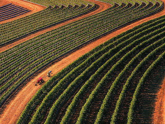Country Photograph - Symmetrical NJ Farming by Susan Candelario