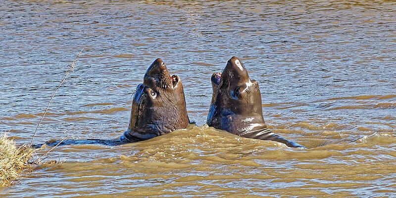 Wildlife Wall Art featuring the photograph Synchronized Swimmers - Northern Elephant Seals by KJ Swan