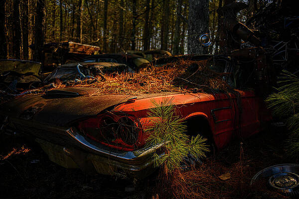 Abandoned Classic Car in Forest Photograph