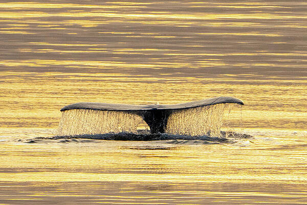 Wall Art featuring the photograph Tail Splash by Harry Banks