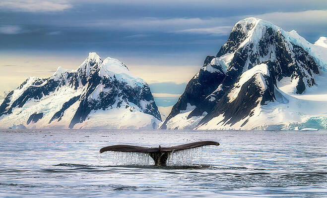 Ice Photograph - Tails Of Antarctica by Dee Potter