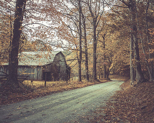 Tree Photograph - Take Me Home Country Road by Dodie Ross