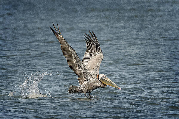 Wildlife Photograph - Take Off by Maryanne Keeling