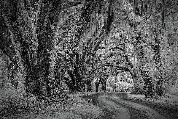 Natural Photograph - Take The Long Way Home-Infrared B/W by Maryanne Keeling