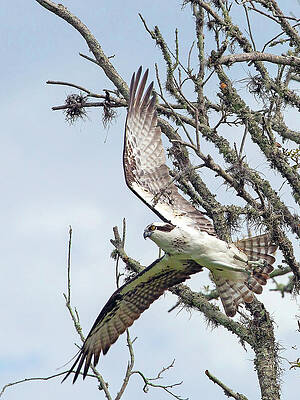 Wall Art featuring the photograph Taking Flight II by Gina Fitzhugh