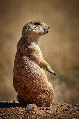 Colorado Photograph - Taking It Easy by Jon Snyder