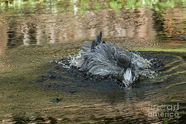 Wall Art featuring the photograph Taking The Plunge by Mary Lou Chmura